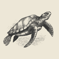 Fototapeta premium Sea Turtle Emblem Nautical Marine Vector Illustration in Vintage Engraving Ink Drawing Style. Perfect for maritime logos, coastal branding, tattoo designs, ocean-themed packaging, and nautical decor