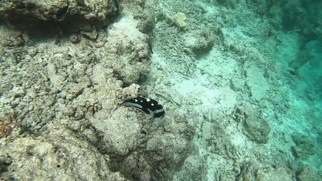 The Indian Ocean oriental sweetlips (Plectorhinchus vittatus), also known as the oriental sweetlips or oriental blubberlips, is a species of marine ray-finned fish