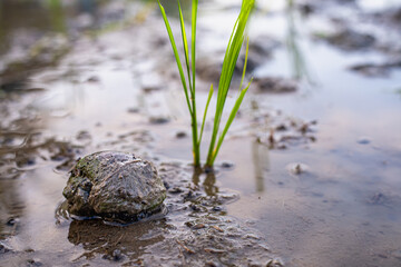 Golden apple snail pest near young rice seedling in a muddy wet paddy field. © Amin Rois