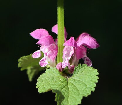 Lamium maculatum (spotted deadnettle) growing in a meadow
