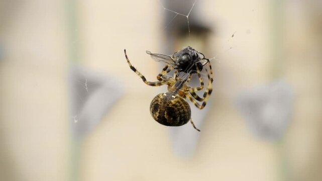 Spider spinning web around a fly caught in its web slow motion stock footage