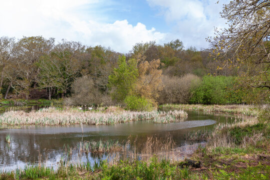 Woodland Pond in the Wildgrounds Nature Reserve, Gosport, Hampshire, UK