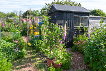 A thriving and productive garden in the Rectory Allotments, Alverstoke, Gosport, Hampshire, UK © Will Perrett
