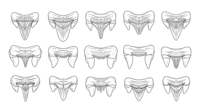 Collection of Shark Teeth Illustrations in Various Shapes and Sizes.