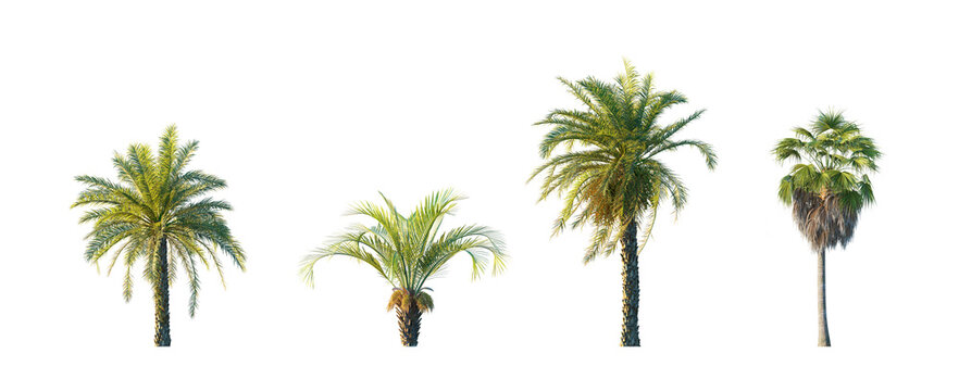 Washingtonia filifera, butia capitata, phoenix dactylifera (california fan palm, jelly palm, date palm) isolated PNG on a transparent background premium nature cutout