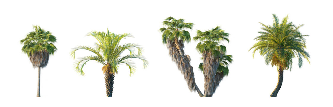Washingtonia filifera, butia capitata, phoenix dactylifera (california fan palm, jelly palm, date palm) isolated PNG on a transparent background premium nature cutout