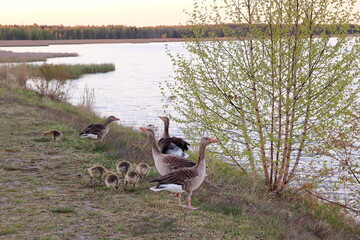 Two adult greylag geese with several goslings stand on a grassy lakeshore in Świerklaniec Park, Silesia, Poland. The calm water and young spring foliage create a peaceful natural setting illuminated b © Lucky