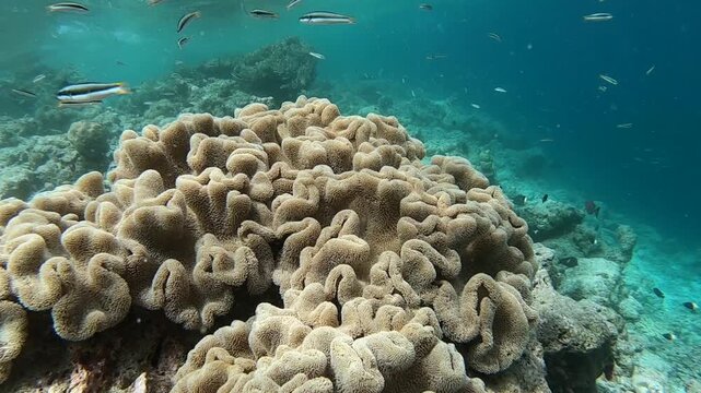 Pocillopora meandrina, commonly known as Cauliflower coral, is a species of coral occurring in the Indo-Pacific and Pacific oceans. This coral lives in shallow reef environments.