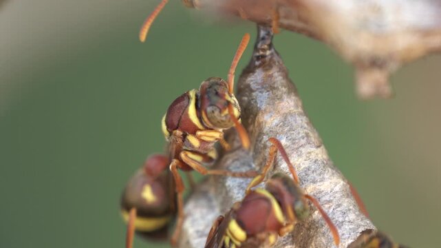 A group of red paper wasps (Polistes canadensis) actively managing their hexagonal cell nest. Detailed view of social insect behavior in a natural environment.