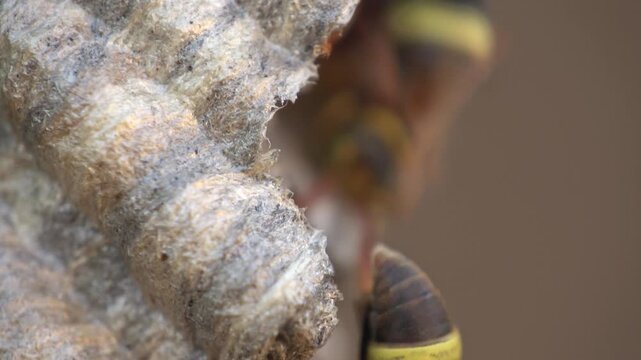 Multiple red paper wasps covering their nest, showing social interaction and colonial life. Perfect for wildlife documentaries and pest control themes.