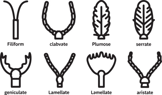 Different styles of insect antennae vector illustrations Vector