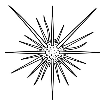 Detailed line art illustration of sea urchin or spiked microbial cell.