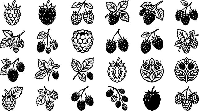 Black Raspberry and Berry Plant Icon Set with Fruit Silhouettes, Leaf Branches and Botanical Food Elements Isolated on White Background