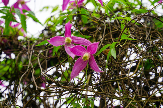 Purple Clematis Flowers on a Trellis
