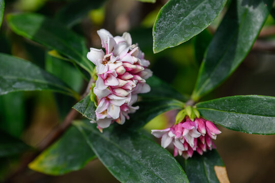 Close up of fragrant Winter Daphne (Daphne odora) flowers blooming with pink and white petals
