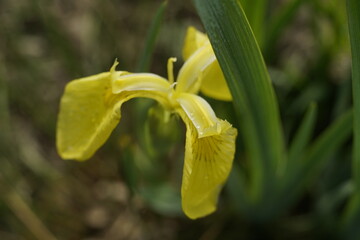 Gelbe Lilien in Nahaufnahme © darknightsky