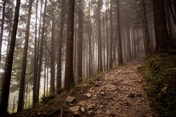 Fototapeta premium Trees in a forest in Germany, Europe, autumn