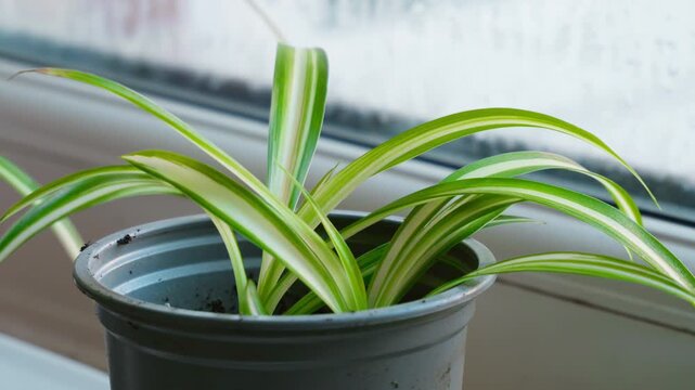 Spider plant (Chlorophytum comosum) on a widow sill close up stock footage