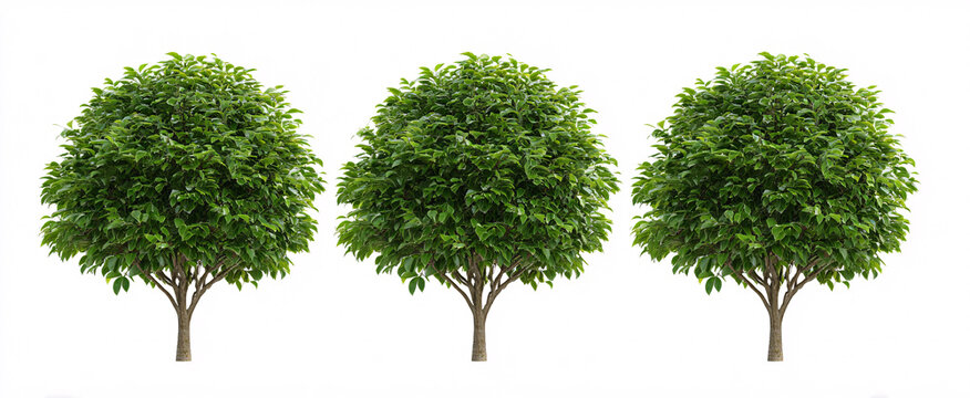 3 Ficus benjamina (weeping fig) plants showcased from the front on a clean white backdrop