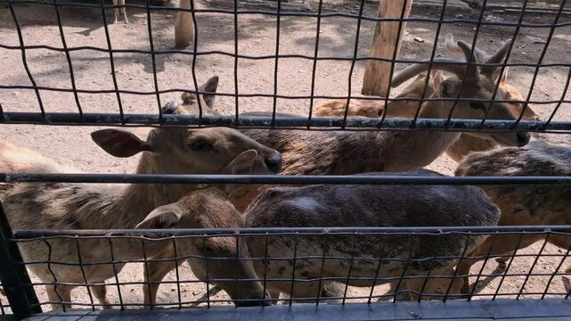 wild animal in zoo
