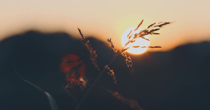 Wild grass silhouette blowing in wind with warm, glowing sun behind mountain background, close up. Warm orange sunset over moving wild grass. Countryside inspire calm, inner connection with nature