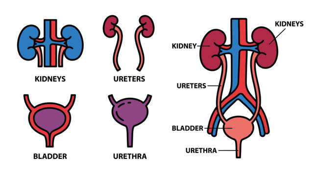 A detailed and stylized anatomical diagram of the human urinary system, showcasing kidneys, ureters, bladder, and urethra components with colorful and outlined elements for medical and educa