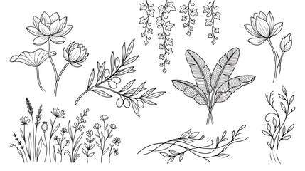 Hand drawn botanical line art collection, floral sketches with lotus and olive branch, tropical leaves and wildflower vector set for wedding design © Rafay