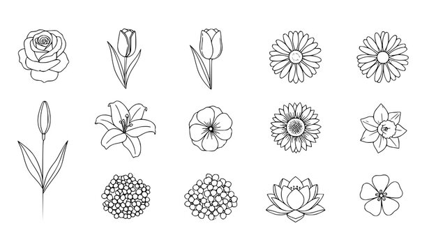 Botanical line art collection roses tulips daisies lilies and floral elements for design projects