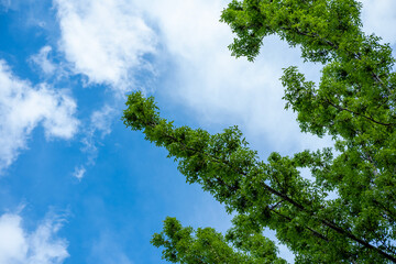 Fototapeta premium Lush green tree branches with dense foliage reaching into a clear blue sky filled with soft white clouds, symbolizing growth and nature