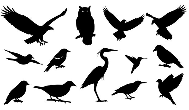 Diverse bird silhouettes collection eagles owls herons crows and songbirds in black vector graphics