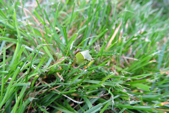 Buffalo treehopper sitting on top of a blade of grass, macro view
