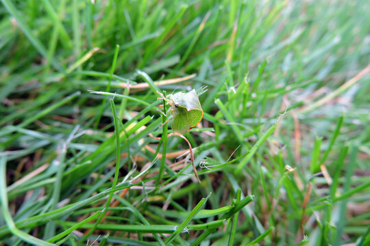 Buffalo treehopper sitting on top of a blade of grass, macro view