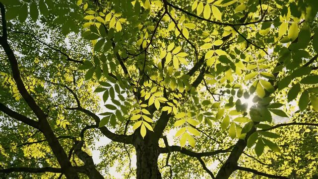 Young green ash sapling glowing in early woodland haze, translucent spring leaves and slender branching silhouette rising from soft forest floor with cinematic morning light and airy blue background