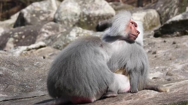 Hamadryas baboon, papio hamadryas, sitting together and grooming each other. Papio hamadryas is a species of baboon