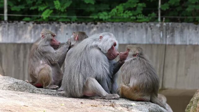 Hamadryas baboon, papio hamadryas, sitting together and grooming each other. Papio hamadryas is a species of baboon