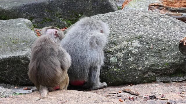 Hamadryas baboon, papio hamadryas, sitting together and grooming each other. Papio hamadryas is a species of baboon