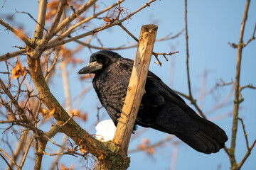 Fototapeta premium Black Crow Sitting On Tree Branch