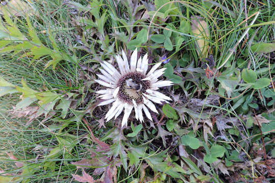 A forest cuckoo bumblebee pollinating silver carline thistle in the Tatra Mountains