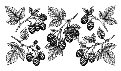 Raspberry Fruit Branch Hand Drawn Botanical Engraving Vector Illustration © Crafts Home