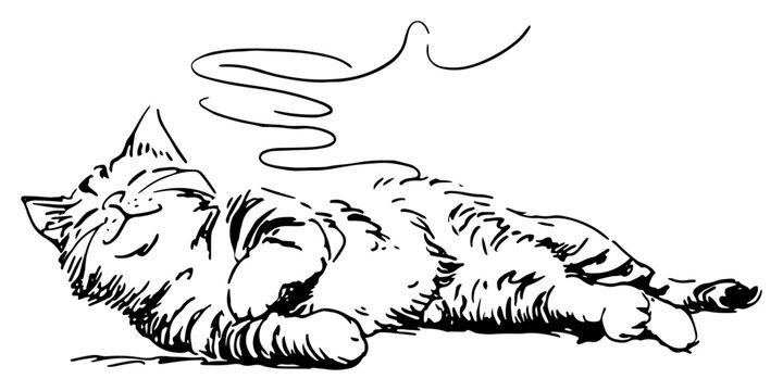 Cat sleeping on its back in relaxed pose minimalist line art style