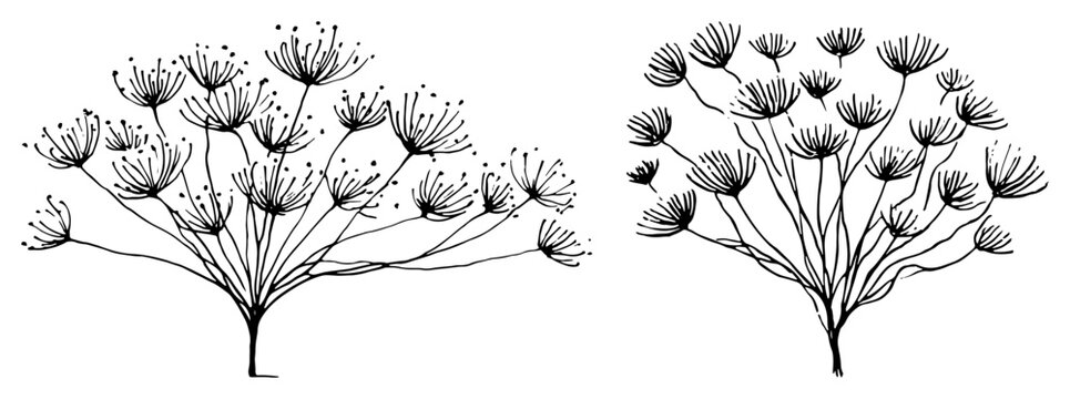 Detailed botanical study of dill or fennel plants with seed heads line art sketch