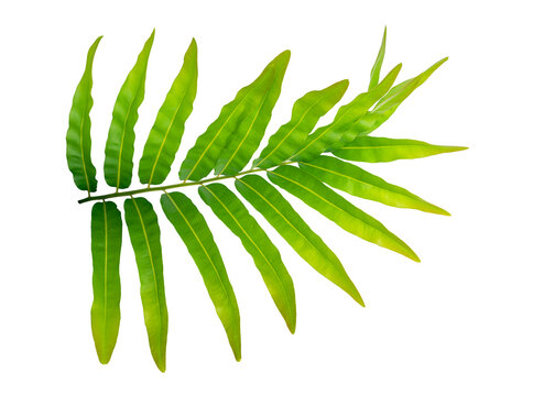 Green fern leaf isolated on transparent white background, Tropical botanical design element.