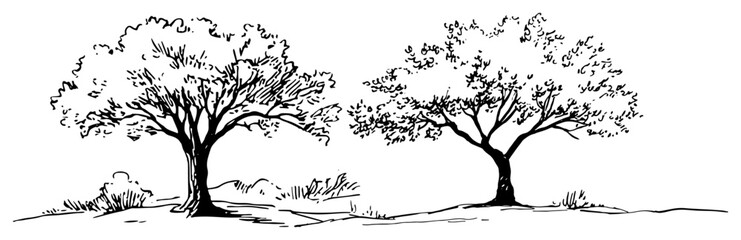 Two deciduous trees with large leafy crowns in nature landscape sketch style © Celestynka