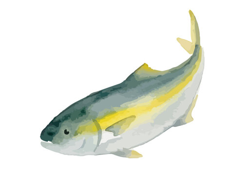 Item-style watercolor Japanese amberjack illustration, elegant minimalist yellowtail buri fish for traditional winter gourmet seafood branding ／ 水彩風のブリのイラスト