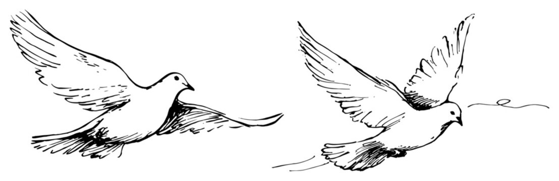 Flying white doves symbolizing peace and love in sketchy line art style