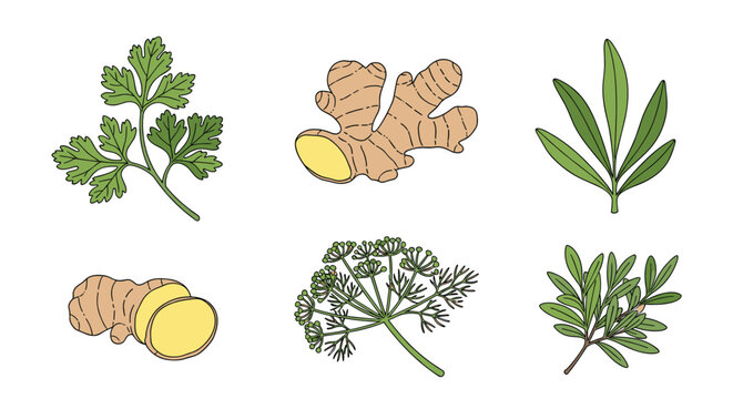 Selection of common culinary ingredients including fresh ginger root, parsley, dill, and rosemary leaves illustrated in a soft hand-drawn style.