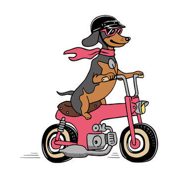 Isolated dachshund dog on vintage mini bike with pink sunglasses and scarf, transparent PNG