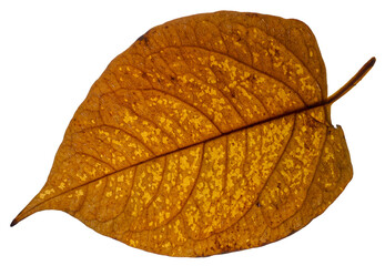 Obraz premium a dry Poplar leaf with warm, autumnal colors, the leaf is fully discolored, has a clear vein structure, texture and shape, conceptual photo, top view