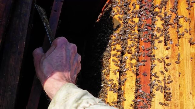 Detailed top-view footage inside an active wooden beehive with honey bees crawling across hive frames in a sunny rural apiary. Authentic beekeeping process and bee colony activity in close-up.
