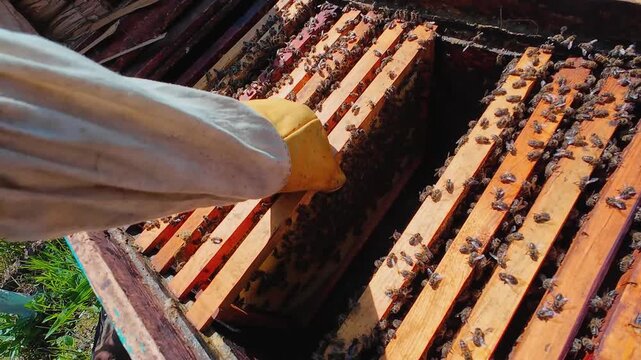Top-view footage of an open wooden beehive with active honey bees crawling across hive frames in a sunny rural apiary. Authentic beekeeping process and bee colony activity in close-up.
